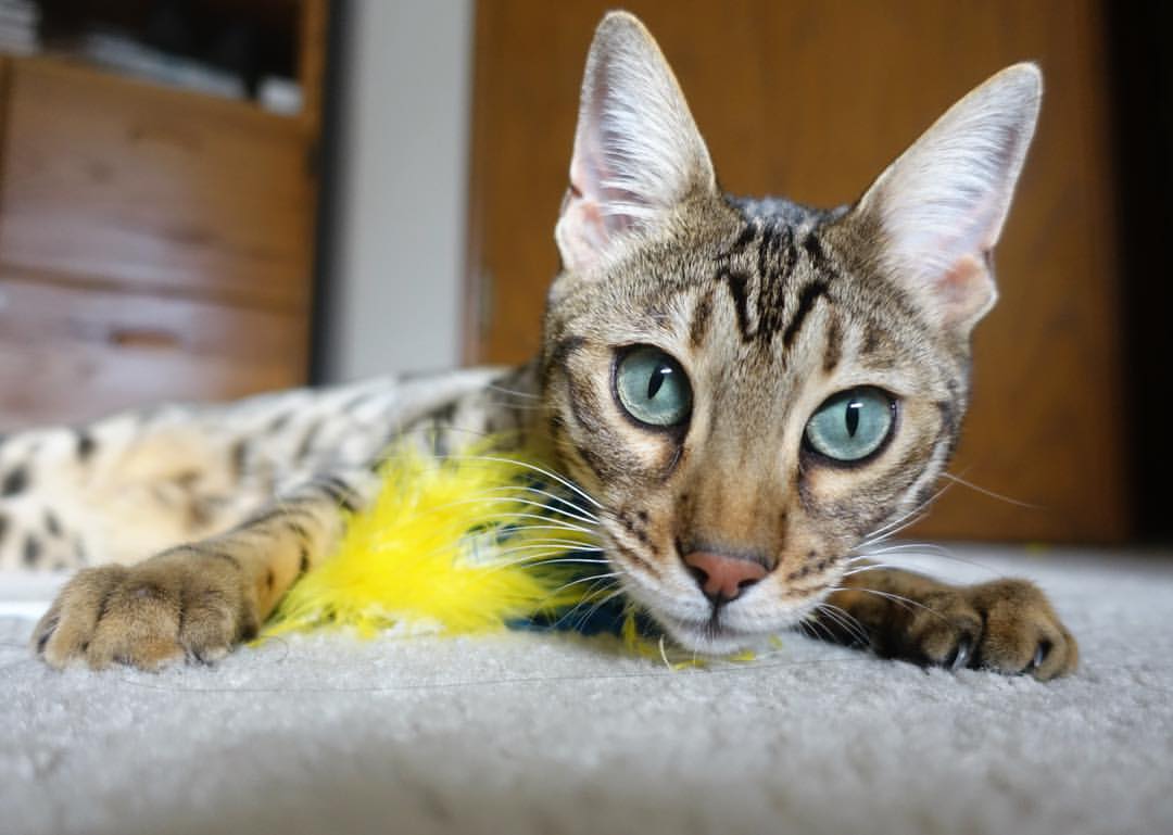 爱游戏官方网站入口登录-国家队备战投入与成效不成正比，国家队备战投入与成效不成正比的原因  第2张